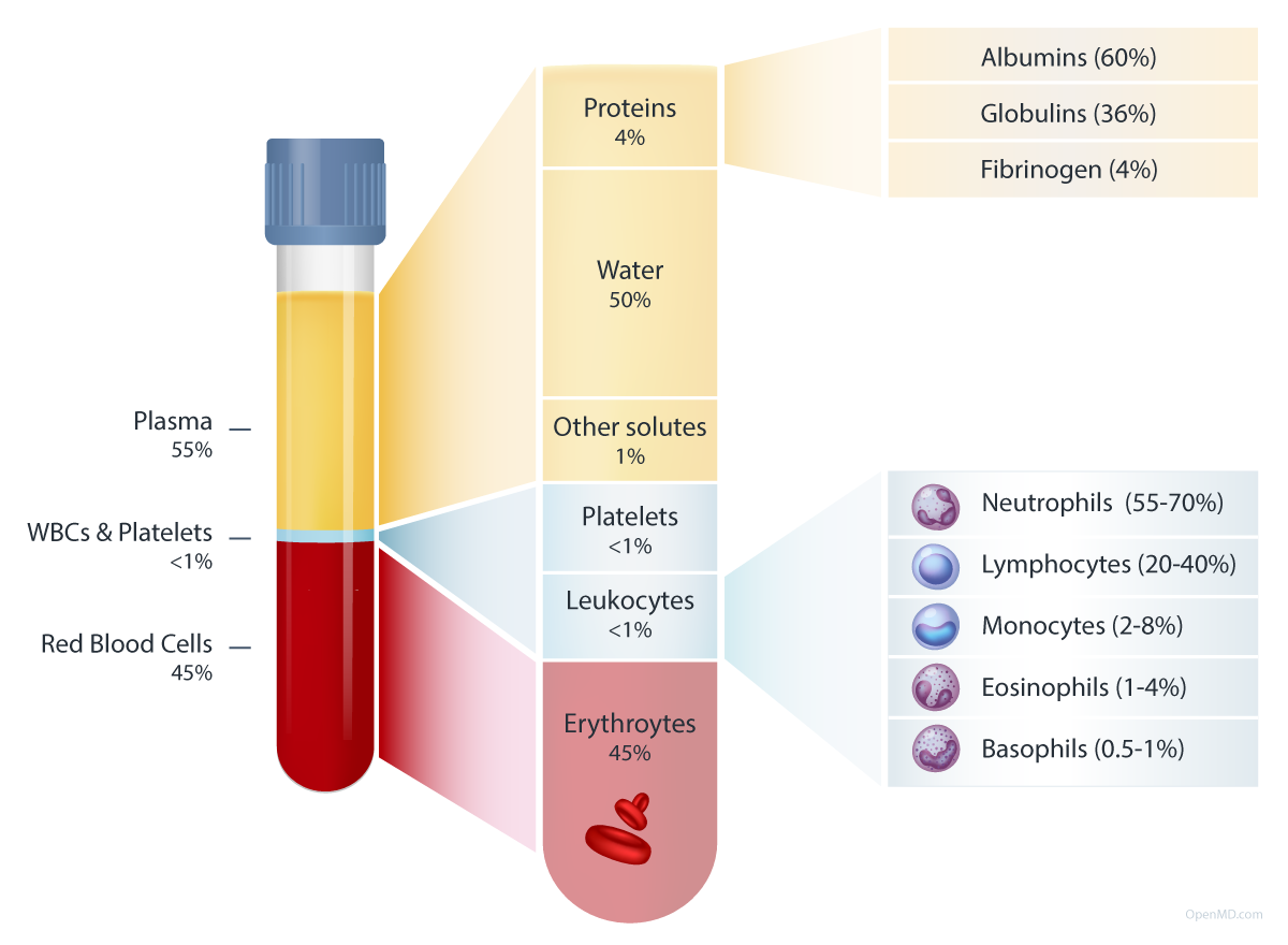 Introduction To Blood Components