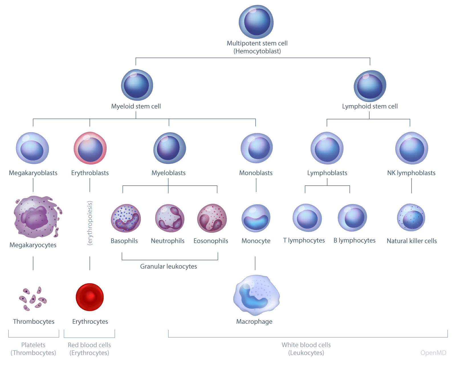 Blood Cell Hematopoiesis