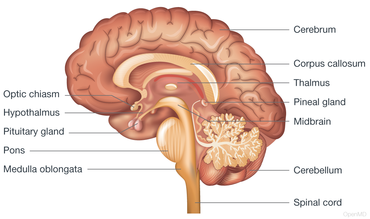 Human Brain Diagram