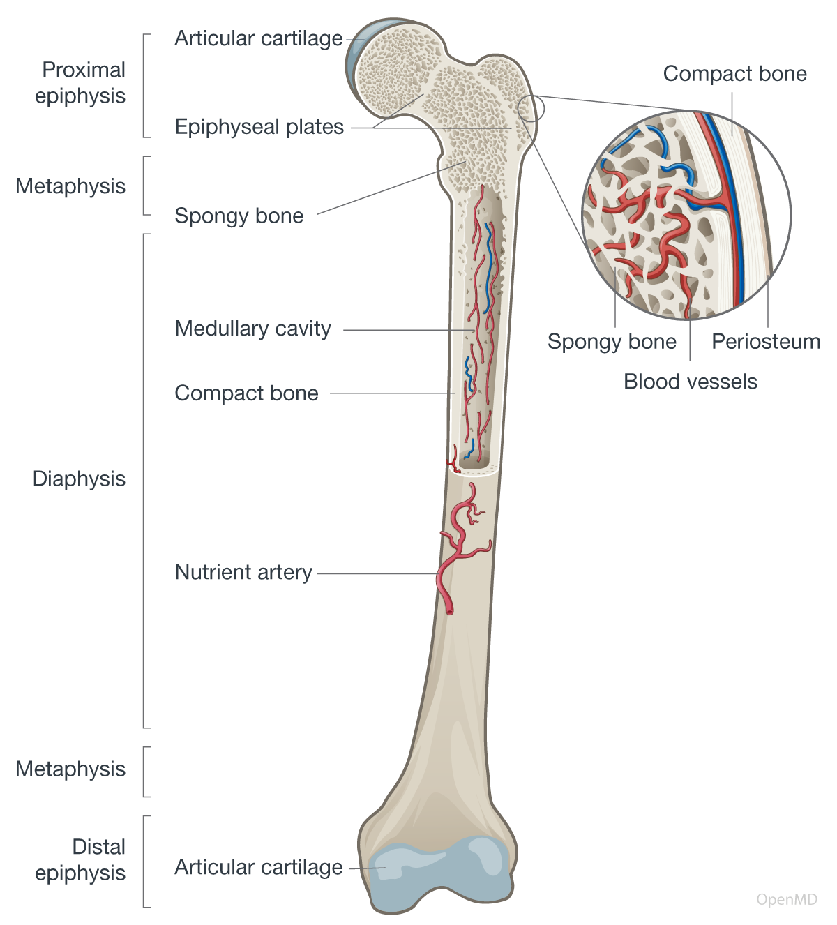 Long Bone Anatomy