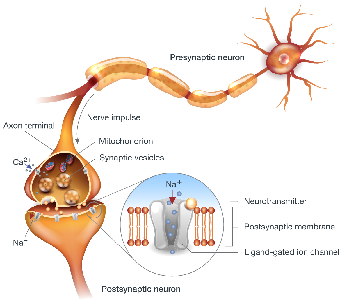 Nerve connection diagram