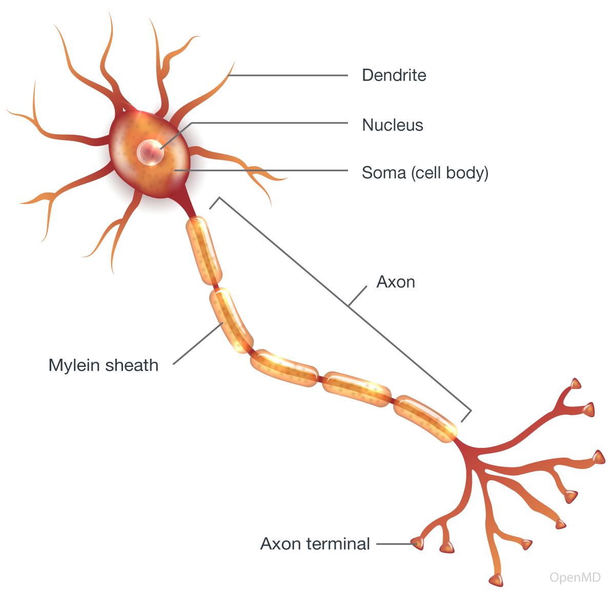 Multipolar neuron with myelin sheath