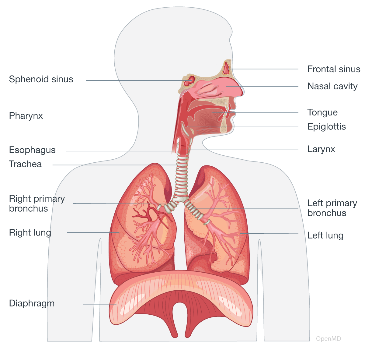 Introduction To Human Respiratory System