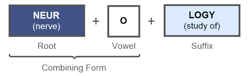 Root, combining vowel, and suffix for neurology.