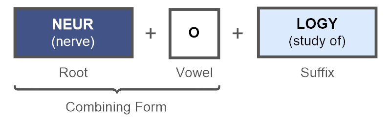 Combining Form For Vertebrae